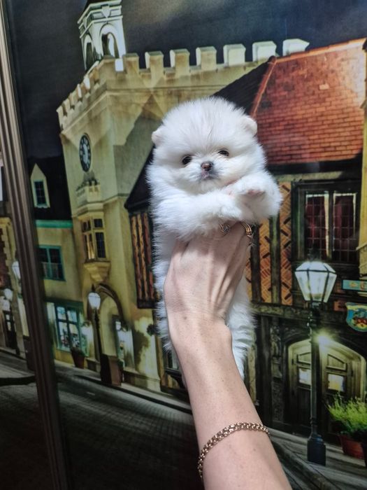 Шпицы щеночки готовы к переезду