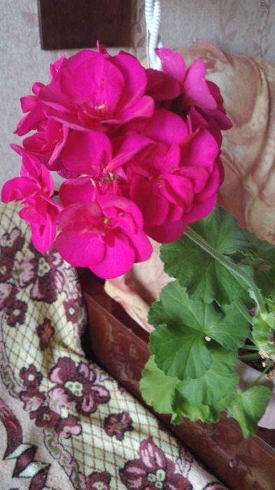 продаю укорененные черенки герани