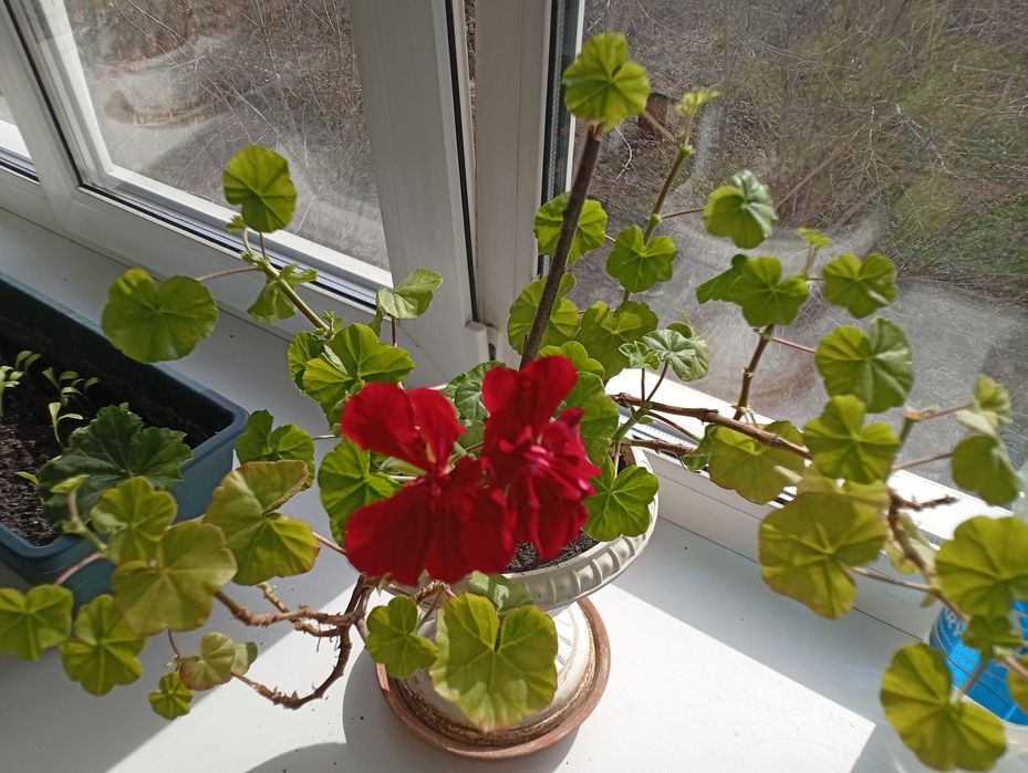 Ампельная герань