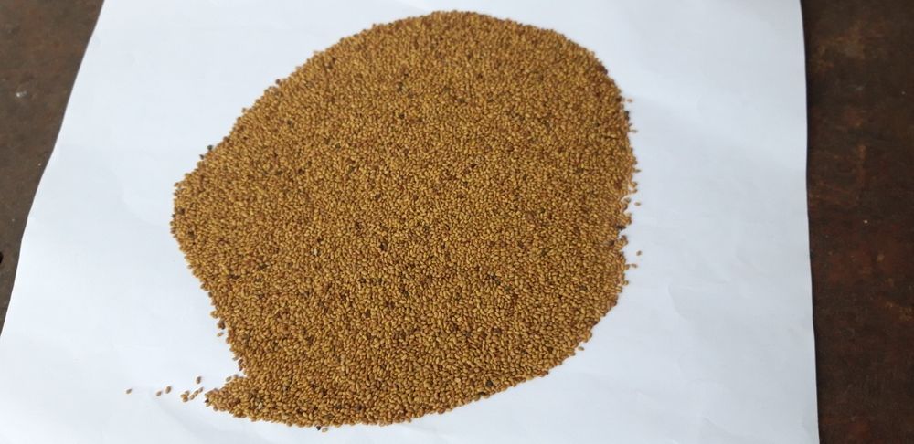 Samanta Lucerna Selectată si Descuscutata recolta 2025