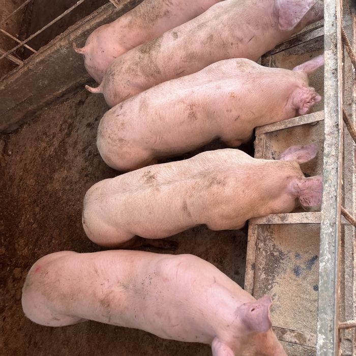 Продавам прасера 60,70 кг