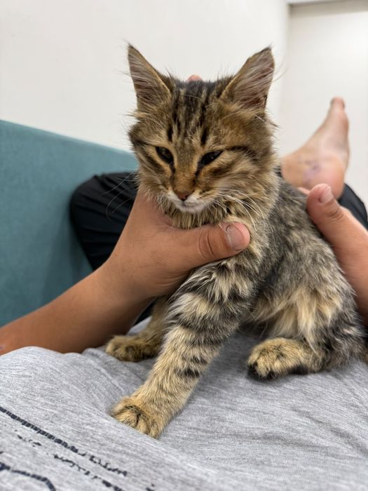 Мейн кун котенок