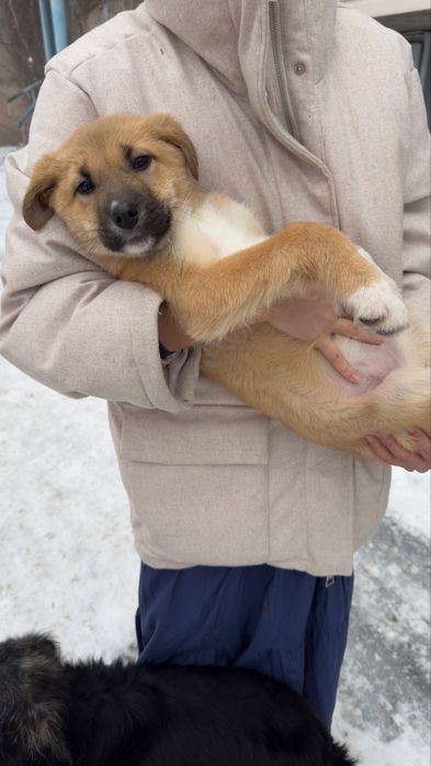 Щенок девочка ищет семью