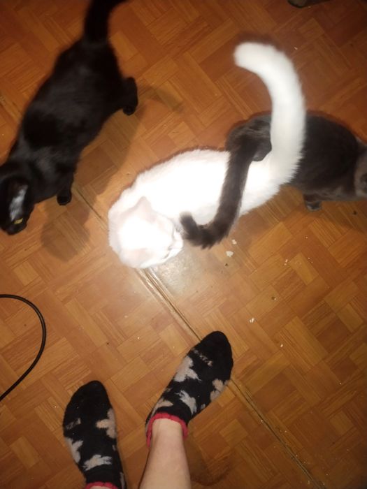 Котята  игровые больше месяца чистые все едят на лоток ходят