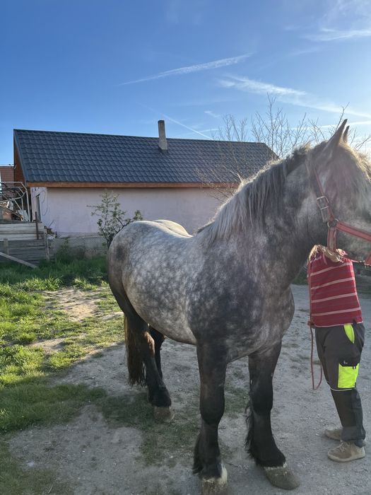 Vand Armasar de 3 ani