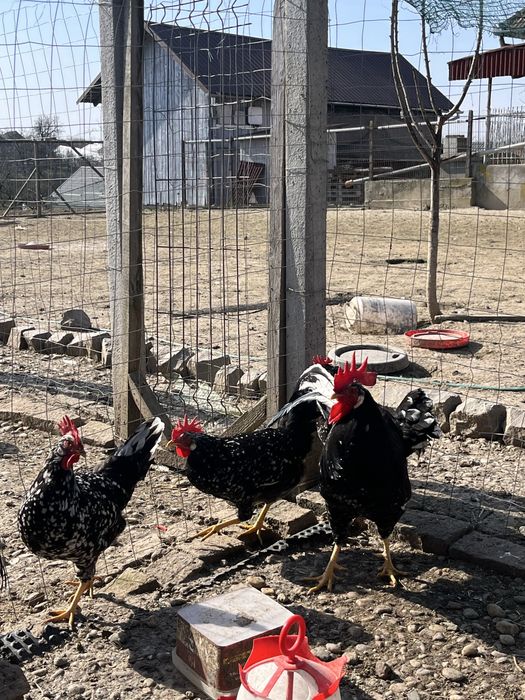 Oua de incubat de la gaini italiene