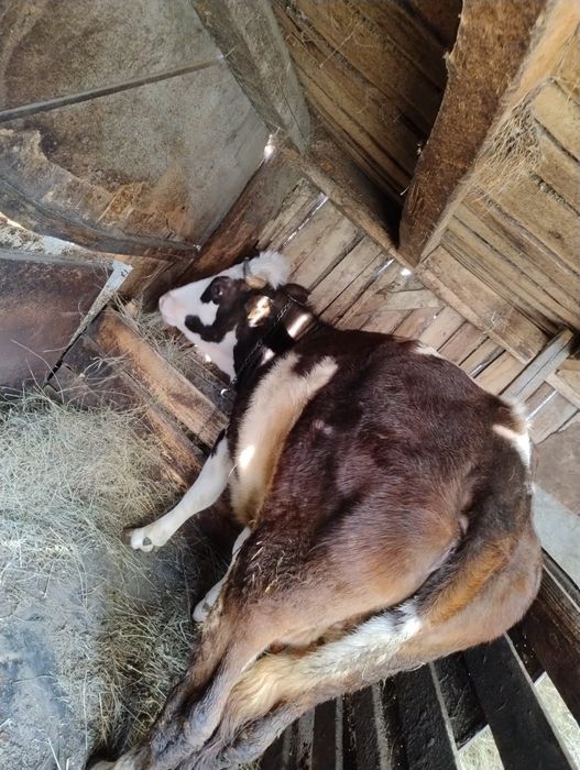 Vând vaca în vârstă de 5 anii ,are o fătare, gestanta în 2 luni