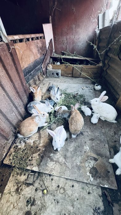 Кролики смешанная порода