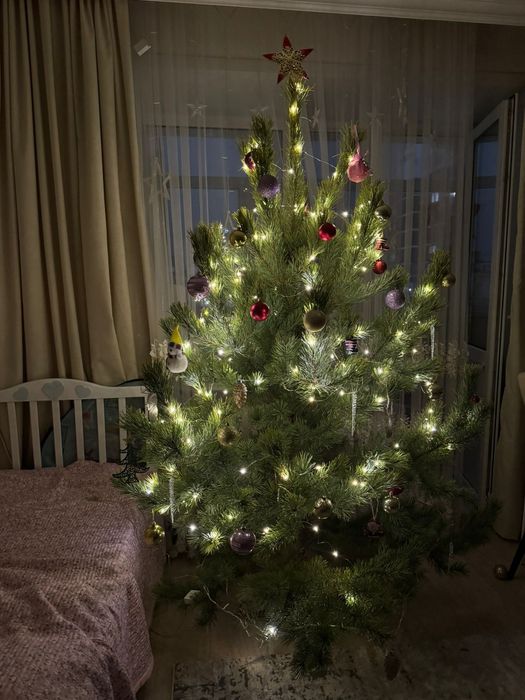 Живые елки сосна