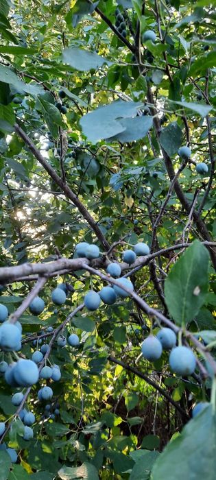 Продам Дом на Дачном Участке