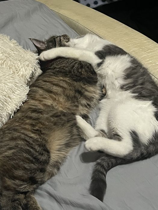 Пристраиваю кошек в добрые руки Бухара