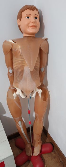 Vând schelet corpul uman + sistem digestiv