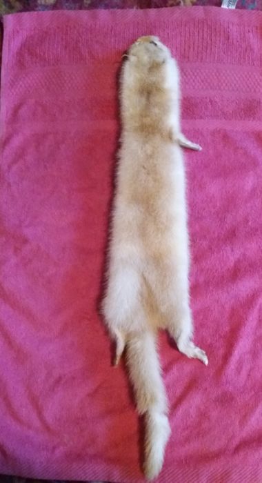 Норковая шкурка золотисто жёлтого цвета.