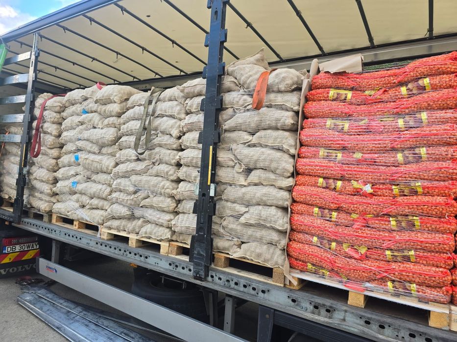 Cartofi de sămânță si arpagic stuttgarter origine olanda