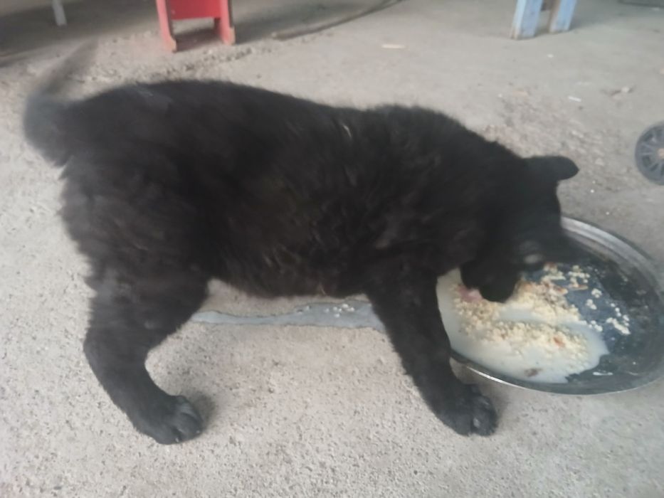 Шисти немецкая овчарка