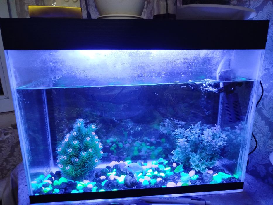 Аквариум для рыб.