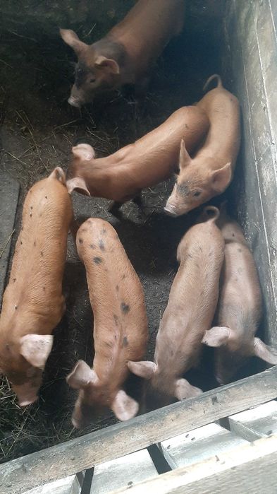 Продам поросят дюрки