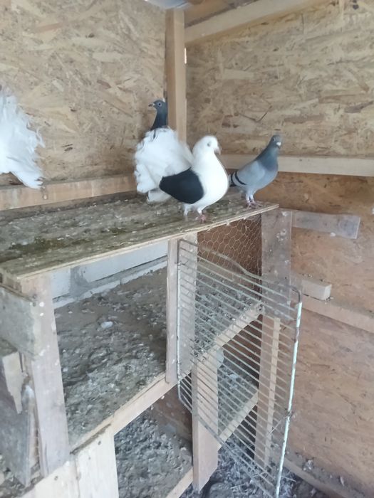 Vând porumbei rotați 150 perechea