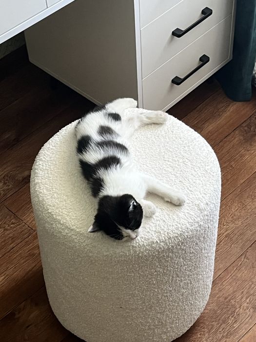 Отдам котёнка девочку в хорошие руки