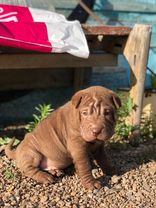 Продам щенков Щарпея