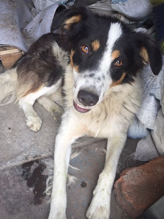 Отдам в добрые руки