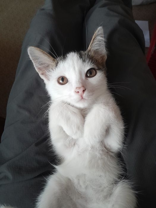 Котенок ищет добрые руки