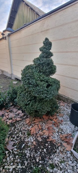 Крымская сосна, можжевельник бонсай