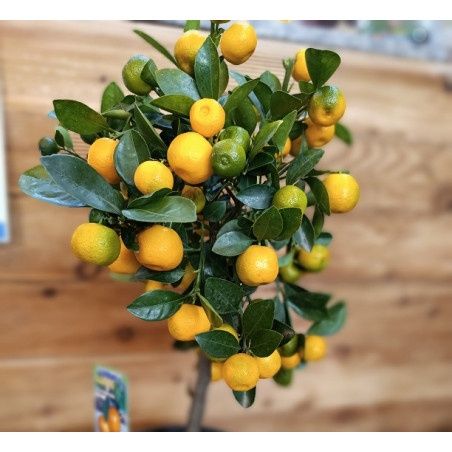 Mandarin ALTOIT La Ghiveci