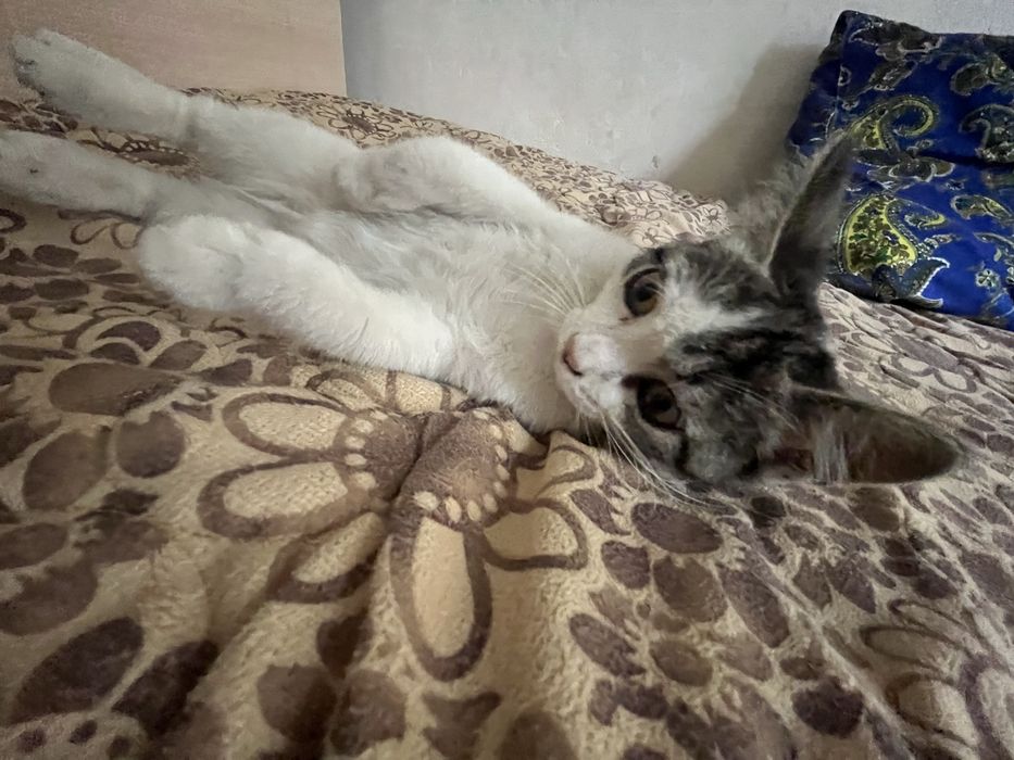отдаю котенка девочку в хорошие руки