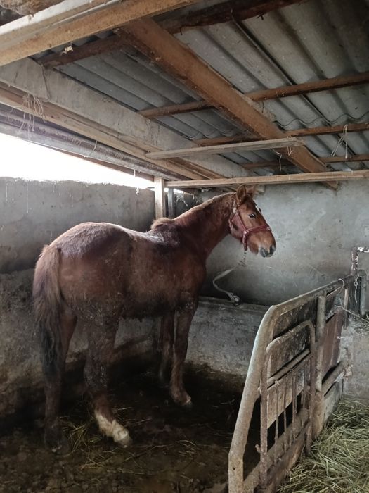 Кунан тай жылкы жеребец