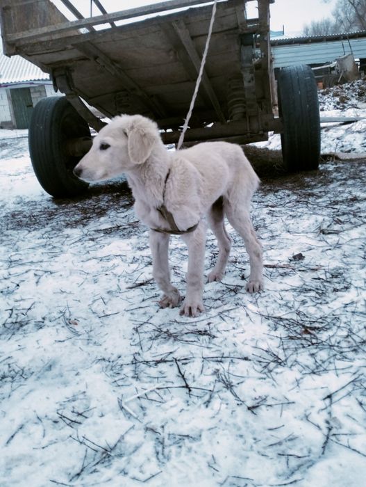 Тазы күшік сатылады