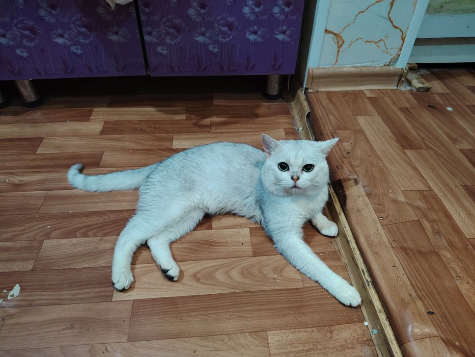 Вязка. Наш котик серебристый шиншила ждёт кошечку на вязку.