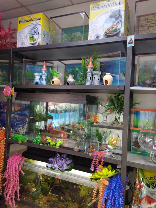 Аквариумная рыбка  в Афалине