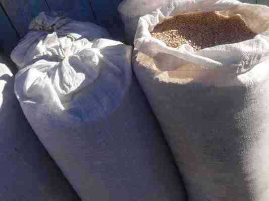 Ячмень ,пшеница, овёс.