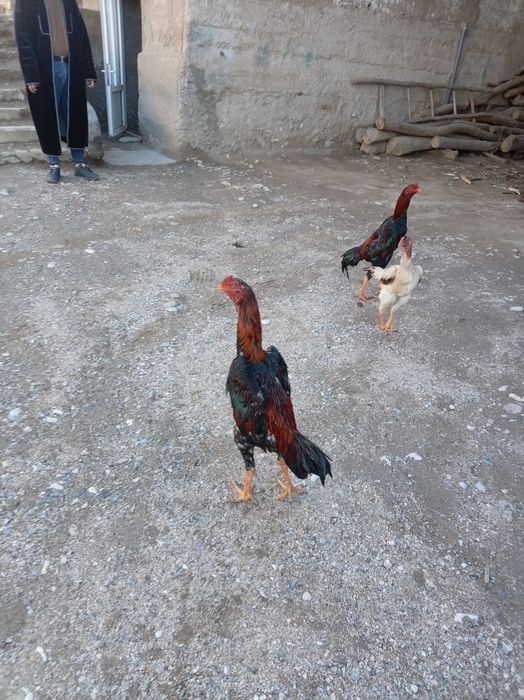 8 oylik juja 4 kilo narxi 600 ming