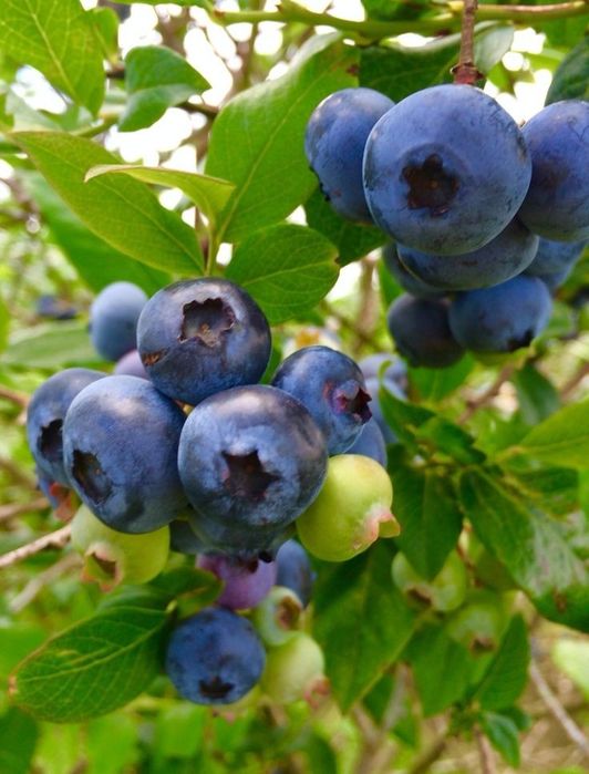 Arbuști Fructiferi (Afin )