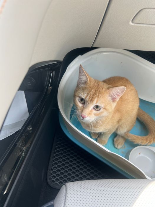 Кошка отдам даром