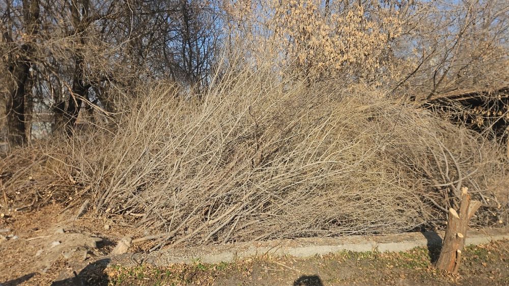 Отын ағаш  дерево бесплатно