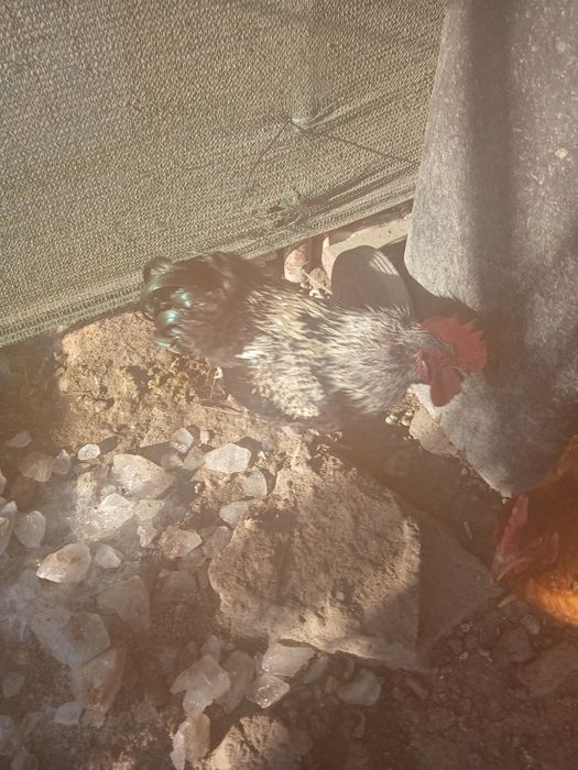 De vânzare cocoș .