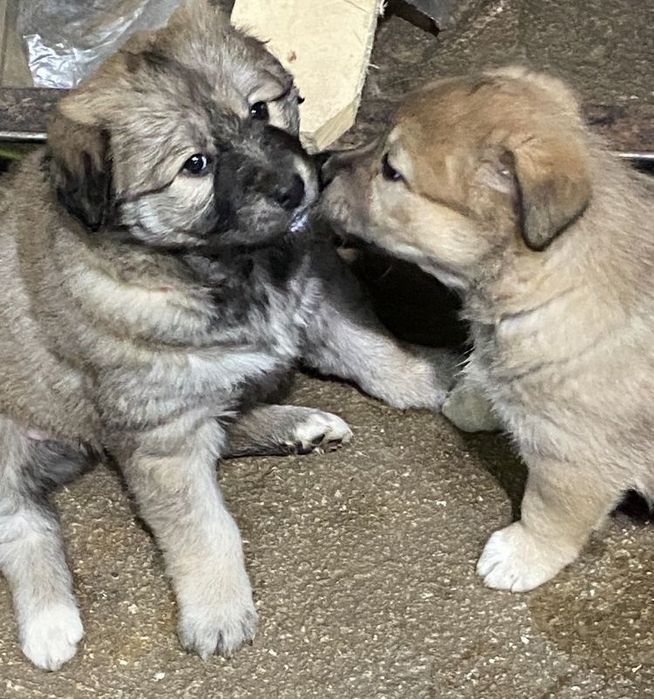 Отдам щенков в хорошие руки