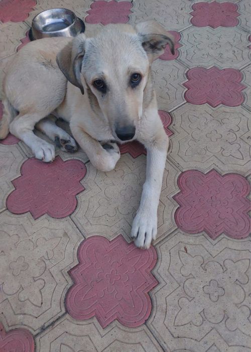 Щенки, помесь лабрадора