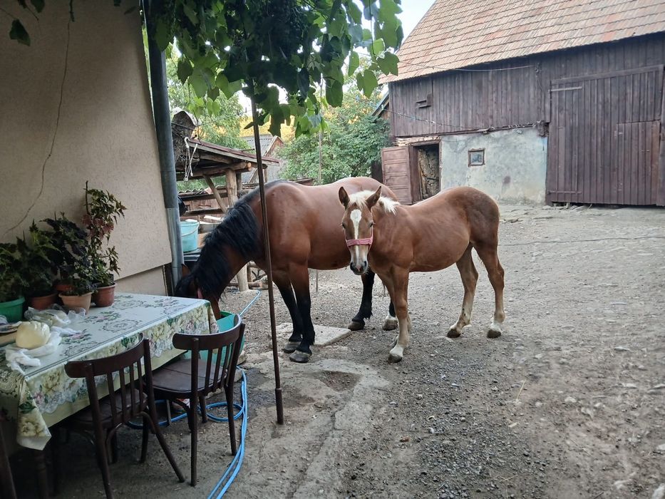 Vând mânz de 5 luni