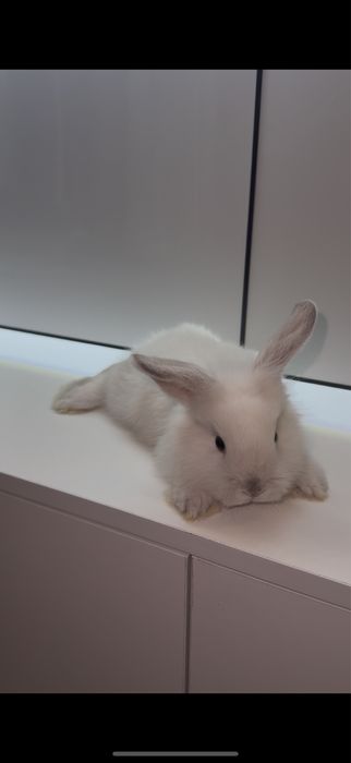 Декоратывный кролик