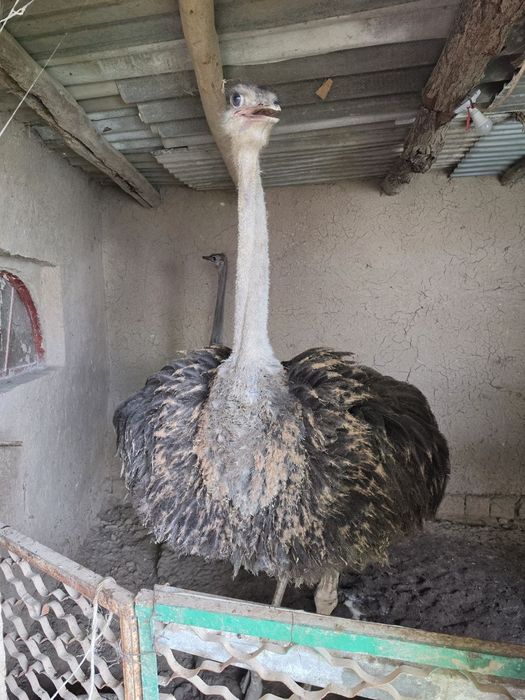 Tuya qushlar sotiladi 1.400$ yana kelishiladi 2tovuq 1ta Xoroz 9 oyli