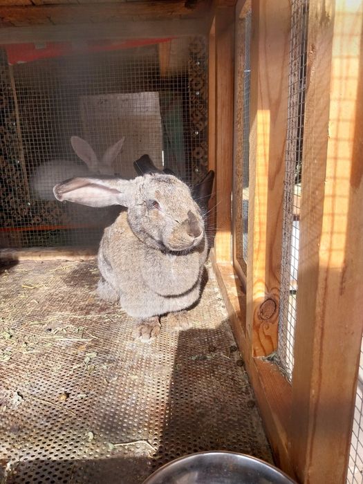 Зайци Великани и Пеперуди