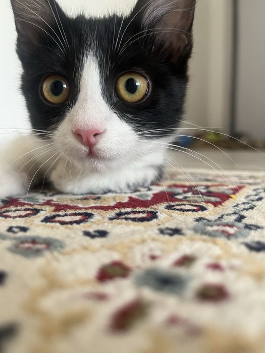 Отдадим в хорошие руки