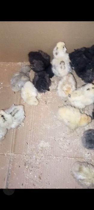 Pui de mătase japoneză diferite curori și pui de pitică