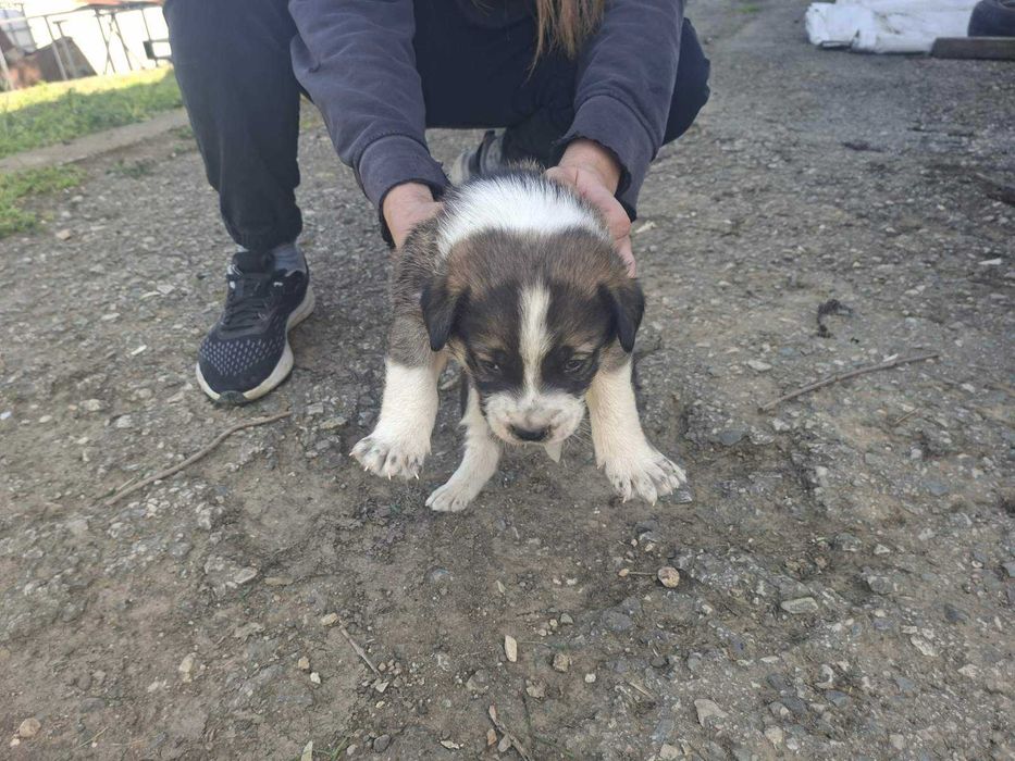 Подарявам 3 кученца