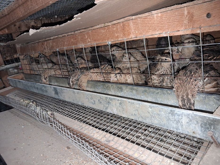 Перепелка от цеплять до несушки есть