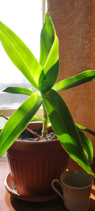 Стайно саксийно растение Кализия ароматна - Златен мустак